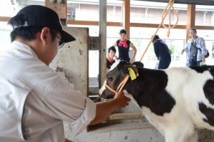 子牛との触れ合い体験をする参加者