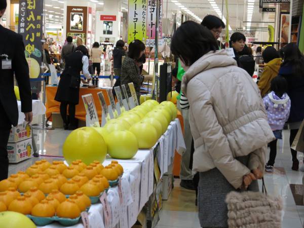 写真: 平成28年産晩白柚・不知火(品評会 出品果実)展示販売会