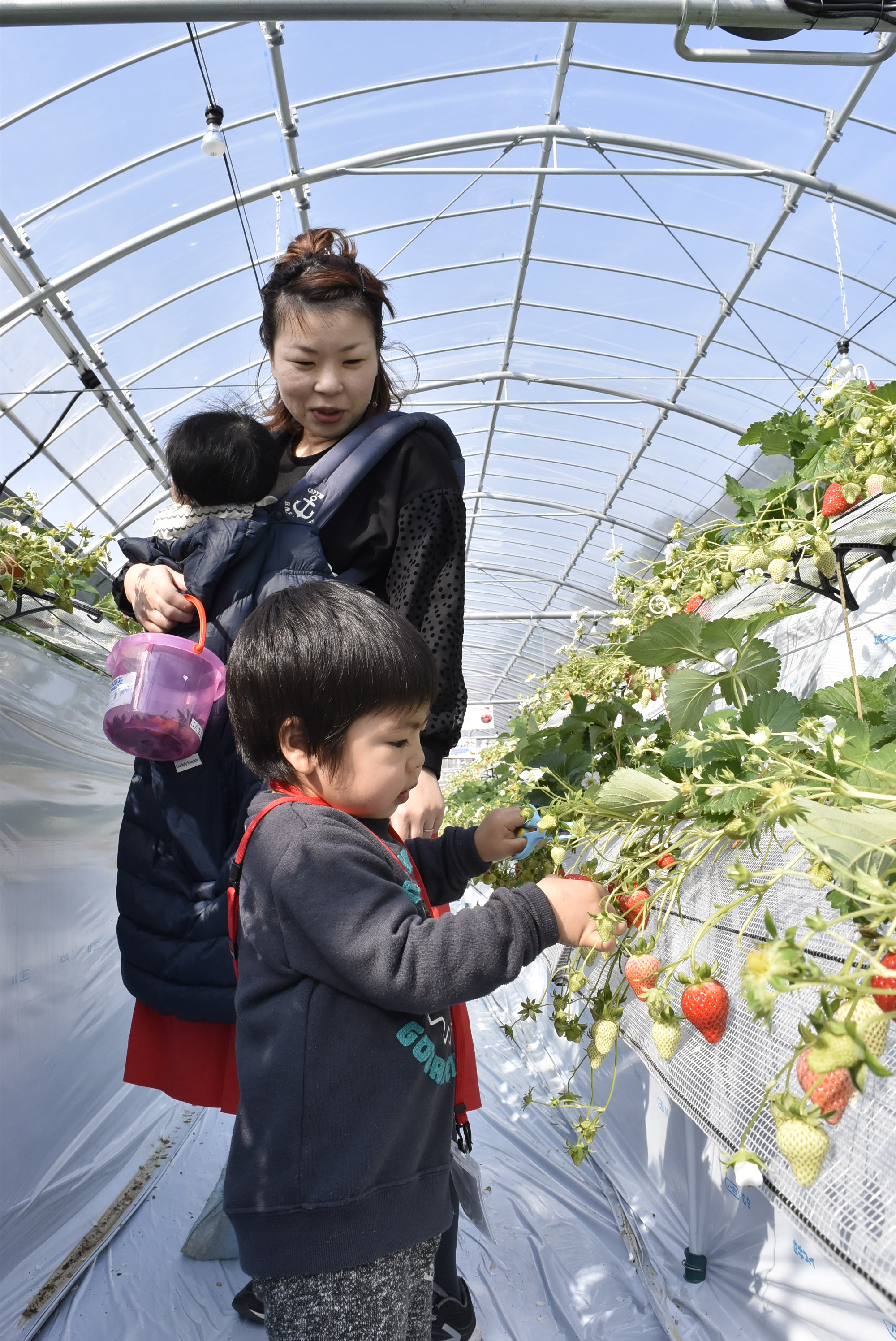 写真: JAあしきたイチゴ観光農園「いちごの森」オープン