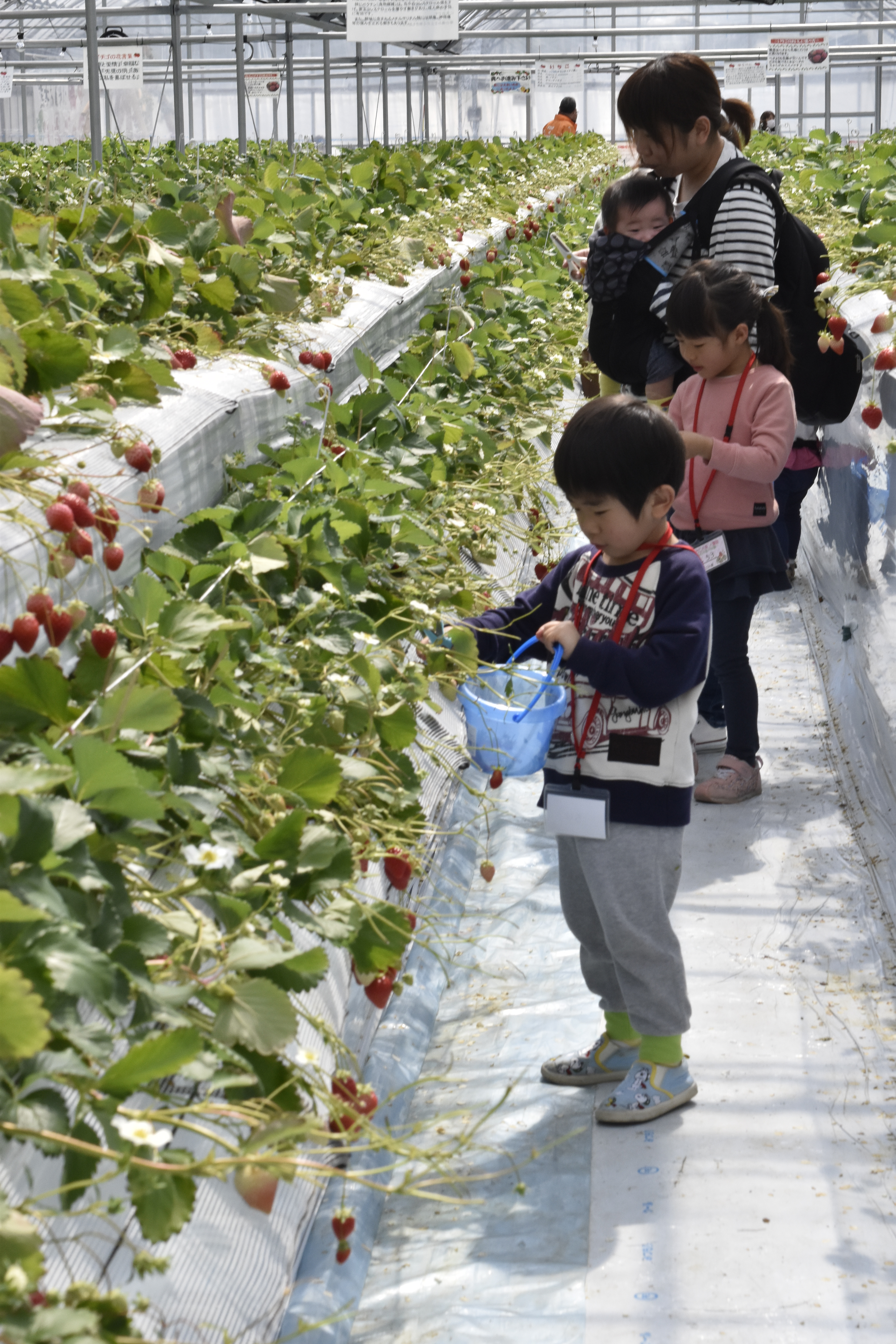 写真: いちご観光農園~熊本あしきた いちごの森~