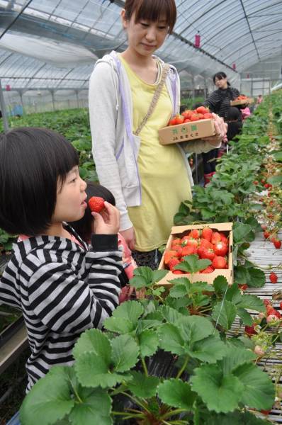 イチゴ狩りで消費増 Jaあまくさ 新着情報一覧 jaグループ熊本 イチゴ狩りで消費増 Jaあまくさ 新着情報一覧 jaグループ熊本