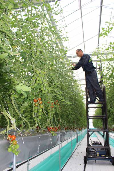 ミニトマト 水耕ミニトマト収量1 8倍に ｊａ熊本市 新着情報一覧 ｊａグループ熊本