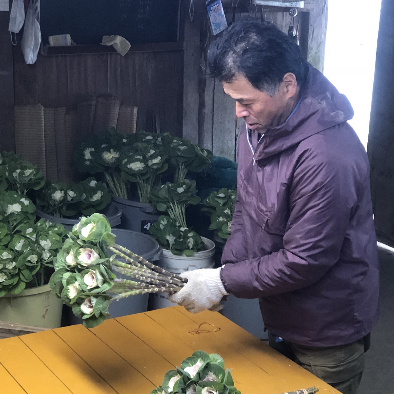 ハボタン 高品質切り花用 手応え ｊａ阿蘇 新着情報一覧 ｊａグループ熊本
