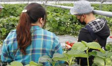 部員の恋活を応援　婚活イベント　ＪＡくま
