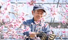 春の訪れ、ハウス桃の花見頃　ＪＡ熊本うき