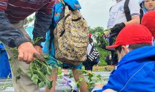 地元の小学生に芋の植え付け体験を開く　ＪＡ熊本市
