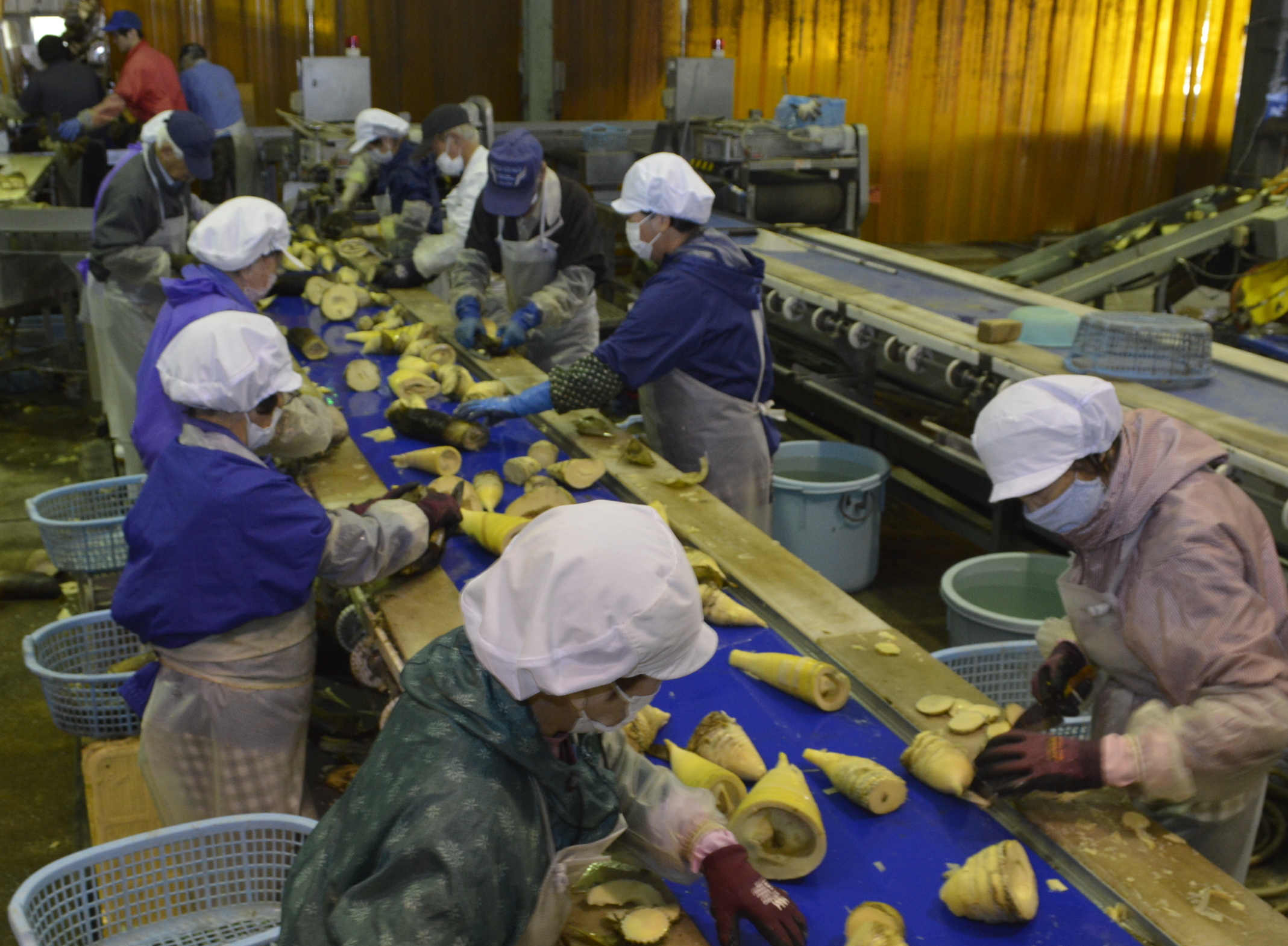 タケノコ水煮 作業が本格化 JA鹿本 | 新着情報一覧 | JAグループ熊本