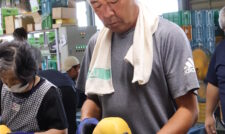 吉野梨　品質に太鼓判　ＪＡやつしろ