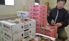 イチゴの出荷始まる　ＪＡ鹿本
