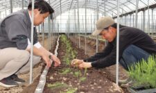新規就農者のアスパラガス定植順調　ＪＡ菊池