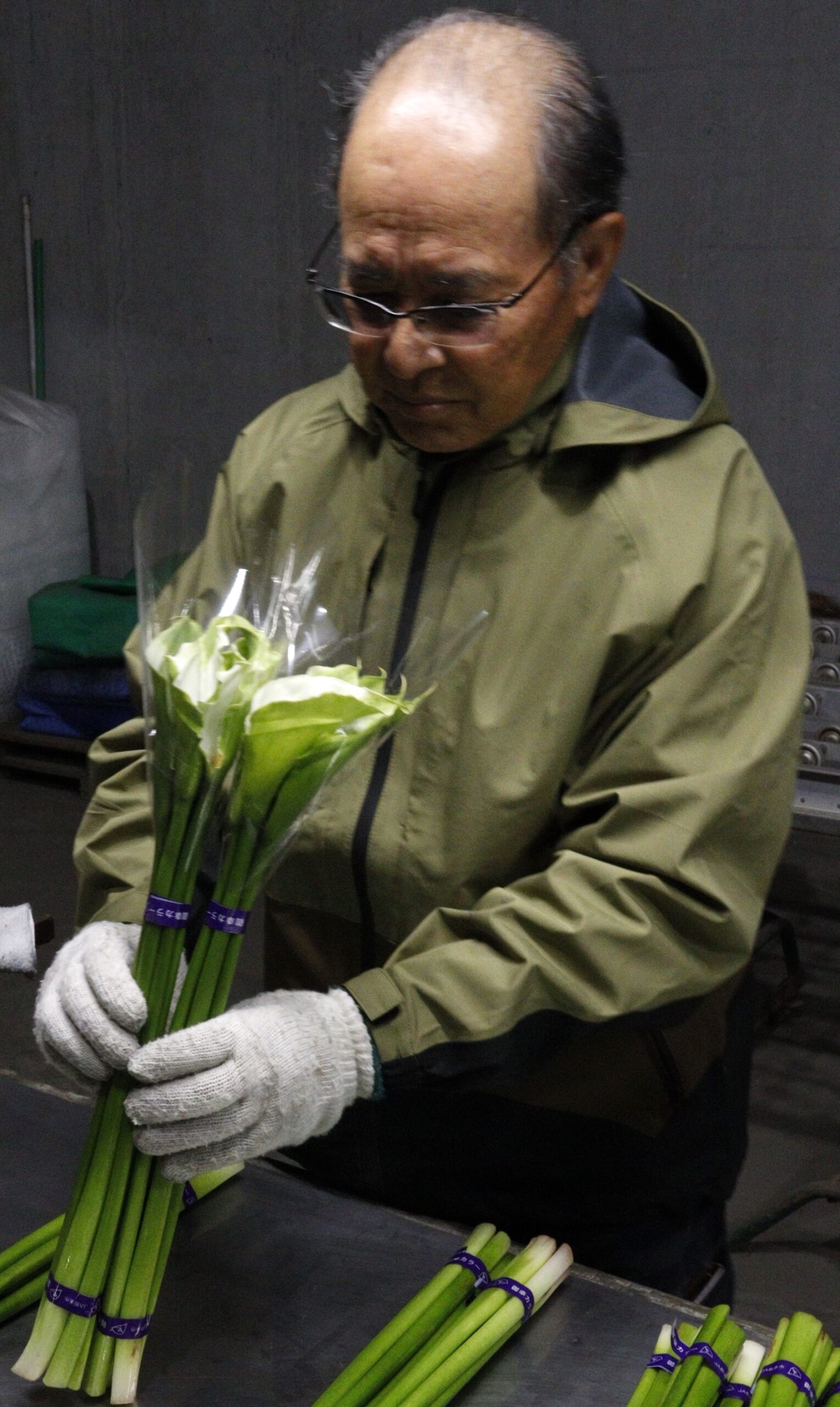 カラー出荷開始 JA熊本市 | 新着情報一覧 | JAグループ熊本