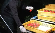 贈答用イチゴ出荷順調　ＪＡ菊池