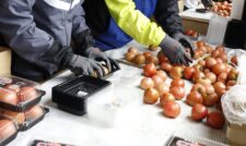 新入職員が選果作業を体験　ＪＡ熊本市