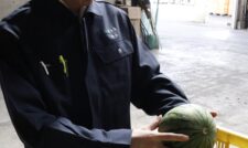 小玉スイカ初出荷　ＪＡ熊本市