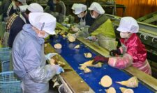 タケノコ加工場本格稼働　ＪＡ鹿本