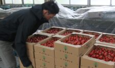 高品質なミニトマト出荷順調　ＪＡかみましき