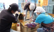 地域から集めた廃油でせっけん作り　ＪＡ熊本市