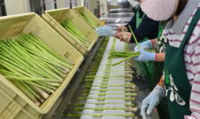 夏芽アスパラ出荷順調　ＪＡ鹿本