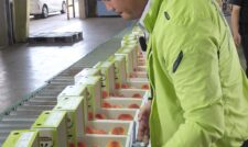 ハウス桃の出荷始まる　JAくま