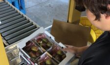 「イチジク」出荷開始！　ＪＡやつしろ