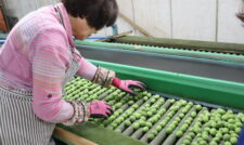 梅「玉英」「鶯宿」出荷スタート　ＪＡ熊本市