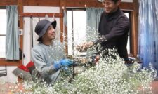 カスミソウ就農に向け日々研鑽　ＪＡ菊池