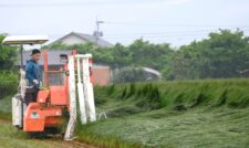 イ草収穫スタート　ＪＡ熊本うき