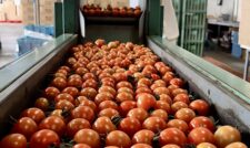 夏秋ミニトマト出荷最盛期　ＪＡ阿蘇