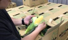 スイートコーン出荷開始　ＪＡやつしろ