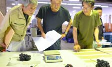 巨峰出荷スタート　ＪＡ熊本うき