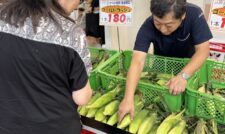 夏を彩る甘い一本！ スイートコーン特別販売　ＪＡ阿蘇