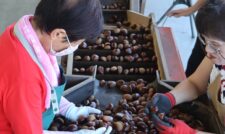 「秋の味覚　栗」玉太り良好　ＪＡやつしろ