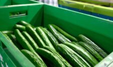 キュウリ出荷本格化　ＪＡ熊本うき