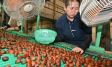 秋の味覚「やまが和栗」出荷開始　ＪＡ鹿本