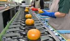柿「太秋」出荷本格化 JA鹿本