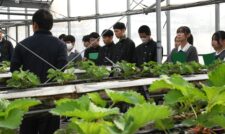 高校生が職場見学　ＪＡあしきた