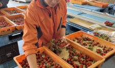 イチゴ初出荷　ＪＡ阿蘇