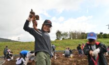 秋の味覚、親子でサツマイモ収穫体験　ＪＡ鹿本