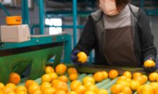 早生温州ミカン出荷始まる　ＪＡたまな