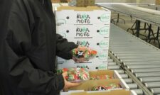 イチゴ「ゆうべに」出荷スタート　ＪＡくま