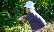 サンサンうきっ子宇城彩館収穫体験ツアー　ＪＡ熊本うき