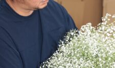 カスミソウ出荷本番　ＪＡ菊池