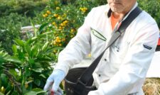 早生温州ミカン天候恵まれ生育順調　ＪＡ熊本うき