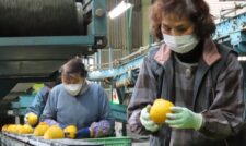 豪雨災害からの復旧　デコポン初選果　ＪＡあまくさ