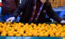 早生ポンカン初選果　ＪＡ熊本うき