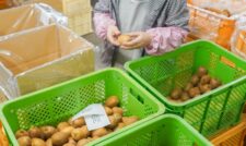 キウイフルーツ出荷始まる　ＪＡたまな