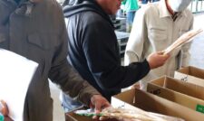 「菊池水田ごぼう」出荷本番　ＪＡ菊池