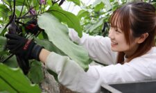 新入職員農家実習　ＪＡ熊本市