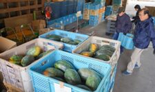 「万次郎カボチャ」出荷順調　ＪＡたまな