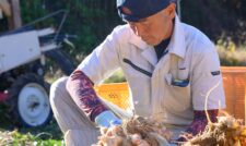 露地ショウガ収穫ピーク　ＪＡ熊本うき